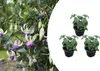 Bloomique - Zestaw 3 sztuk - Fuksja Delta Sarah - Roślina Podgląd zdjęcia produktu 1
