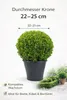 Buchsbaum Kugel Ø 22–25 cm – Buxus sempervirens Produktbild-Vorschau 4