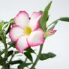 Rose du désert - Adenium obesum 'Pink Star' - Hauteur Voir les images du produit 3