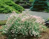 Kolkwitzia amabilis, Kolkwitzie, rosa Blüten, 60–100 cm Produktbild-Vorschau 10