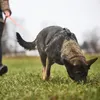 Non-stop dogwear Hundegeschirr Line Harness WD oliv, Größe: Produktbild-Vorschau 3