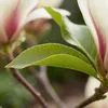 Bloomique - Magnolia Sunrise - Beaver Tree - Rośliny Podgląd zdjęcia produktu 5