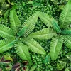 9X Haie artificielle verte Mur végétal Clôture pare-vue Voir les images du produit 8