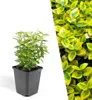 Plants by Frank | 6 Gelbe Spindelstrauch Pflanzen | Produktbild-Vorschau 1
