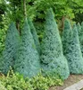 Weiß-Fichte ´SANDER´S BLUE´ 30-40 cm, Cont. 2,5 l Produktbild-Vorschau 2