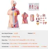 SucceBuy 18palcový model lidského těla, 23dílný anatomický Náhled obrázku produktu 7