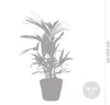 Bloomique - Howea Forsteriana - Kentia Palme - Produktbild-Vorschau 5