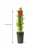 Feuerdorn Red Column 50 70 cm Pyracantha coccinea immergrün Produktbild-Vorschau 3