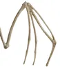 Scheletro di pipistrello - decorazione 30 cm Malatec 22005 Anteprima dell’immagine prodotto 8