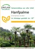 SAFLAX - Hanfpalme - Chamaerops excelsa - 10 Samen Produktbild-Vorschau 7