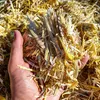 Ściółka ze słomy jęczmiennej – naturalna ściółka ogrodowa Podgląd zdjęcia produktu 7