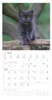Alpha Edition - Samtpfötchen Kalender 2026 - Wandkalender & Produktbild-Vorschau 6