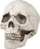 Schädel mit beweglichem Kiefer - Halloween Deko Produktbild-Vorschau 3
