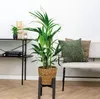 Bloomique - Howea Forsteriana - Kentia Palme - Produktbild-Vorschau 4