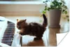 MuchoWow® Poster Katze - Tier - Kätzchen 30x20 cm - Plakate Produktbild-Vorschau 1