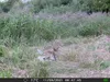 Outdoor Wildlife Hunting Trail und Wildkamera OXE Gepard Produktbild-Vorschau 25