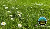 BARENBRUG HAPPY LAWN 0,5 kg : UNE NOUVELLE QUALITÉ SUR LE Voir les images du produit 11