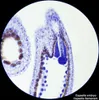 Bresser Optics Researcher Bino, microscope numérique, noir, Voir les images du produit 13