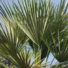Bloomique - Trachycarpus Fortunei - Chinesische Hanfpalme - Produktbild-Vorschau 5