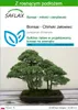 SAFLAX - Bonsai - Chiński Jałowiec - 30 Nasiona - Z Podgląd zdjęcia produktu 1