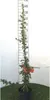 Pyracantha cocc. 'Red Column' - Feuerdorn 'Red Column' Voir les images du produit 2
