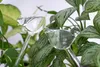 Sfere di vetro per annaffiare le piante in vaso - A forma Anteprima dell’immagine prodotto 20