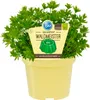 Aspérule de qualité- Galium odoratum - Plante aromatique en Voir les images du produit 1