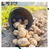 Laura Pflanzkartoffeln 2,5kg vorwiegend festkochend, Produktbild-Vorschau 6