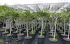 Feigenbaum 180 cm Stammumfang 14 - 20 cm, winterhart, Produktbild-Vorschau 8