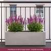 Stauden Gänge 10 x Salvia nemorosa 'Sensation Pink®' im 1 Produktbild-Vorschau 3