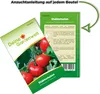 Stabtomaten Harzfeuer F1 Samen - Solanum lycopersicum - Produktbild-Vorschau 3
