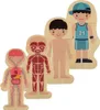 Drevené vrstvené puzzle montessori bodybuilding boy Náhľad obrázku produktu 16