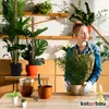 KOTARBAU® Mechová tyč pro Monsteru Kokosová tyč Přírodní ⌀ Náhled obrázku produktu 9