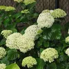 2 x  Hortenzie  - Hydrangea arborescens 'Annabelle'  | Náhľad obrázku produktu 2