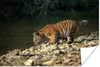 MuchoWow® Poster Tiger - Baby - Felsen 180x120 cm - Produktbild-Vorschau 1