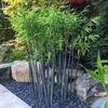 A cluster of black bamboo plants with green leaves, surrounded by rocks and gravel in a garden setting. Produktbild-Vorschau