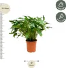 Philodendron Xanadu - Egzotyczny przyjaciel drzew - ok. 80 Podgląd zdjęcia produktu 2