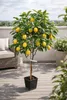 Citrus limon Femminello Siracusano Zitronenbaum 120–160 cm Produktbild-Vorschau 1