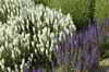 Salvia nemorosa 'Schneehügel', Steppensalbei, weiß, ca. 9x9 Produktbild-Vorschau 5