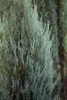 Juniperus scopulorum 'Blue Arrow', Wacholder, säulenförmig, Produktbild-Vorschau 3