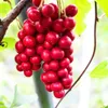 Čínský štěpkovací koš 1 litr Náhled obrázku produktu 1