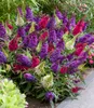 BALDUR Garten 1x Zwerg-Schmetterlingsstrauch 'Butterfly Produktbild-Vorschau 2