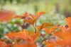 Physocarpus opulifolius 'Amber Jubilee', Blasenspiere, Produktbild-Vorschau 9
