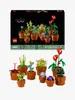 Miniatúrne rastliny Náhľad obrázku produktu 19