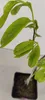 Asimina Triloba, Indický banán, Pawpaw, 5-litrový hrniec Náhľad obrázku produktu 3