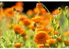 Weleda Calendula Salbe zur Pflege und Beruhigung Produktbild-Vorschau 5