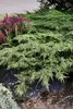 Juniperus communis 'Green Carpet', Wacholder, grün, 20–30 Produktbild-Vorschau 8