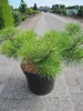 Pinus densiflora Jane Kluis - Japanische Rotkiefer Jane Produktbild-Vorschau 4