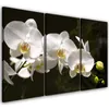 Triptychon auf leinwand weiße orchidee 120x80 cm Feeby Produktbild-Vorschau 1