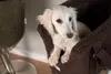 Taška pro psa Teddy Hundetasche, barva čokoládová – Náhled obrázku produktu 2